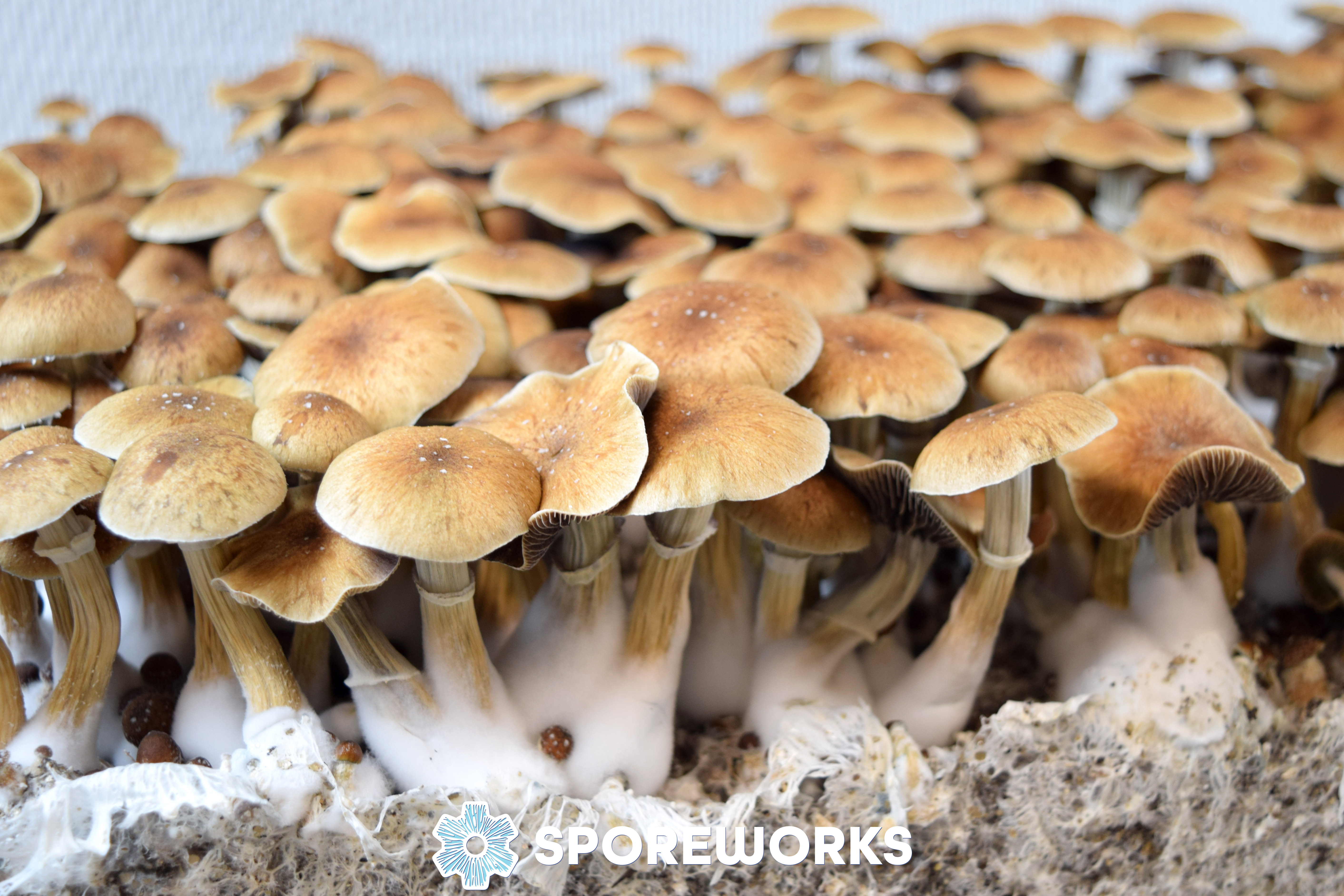 Three Pack Spore Syringe Combo - Psilocybe cubensis